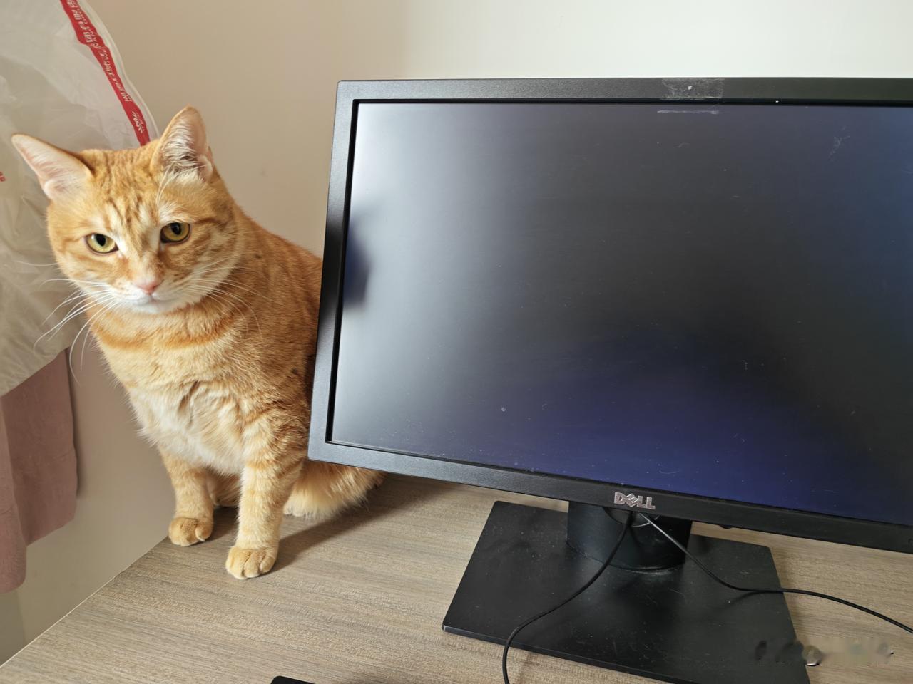 养了四年多的猫孩子，按人的虚龄已是五岁了。她每天跟着我寸步不离
