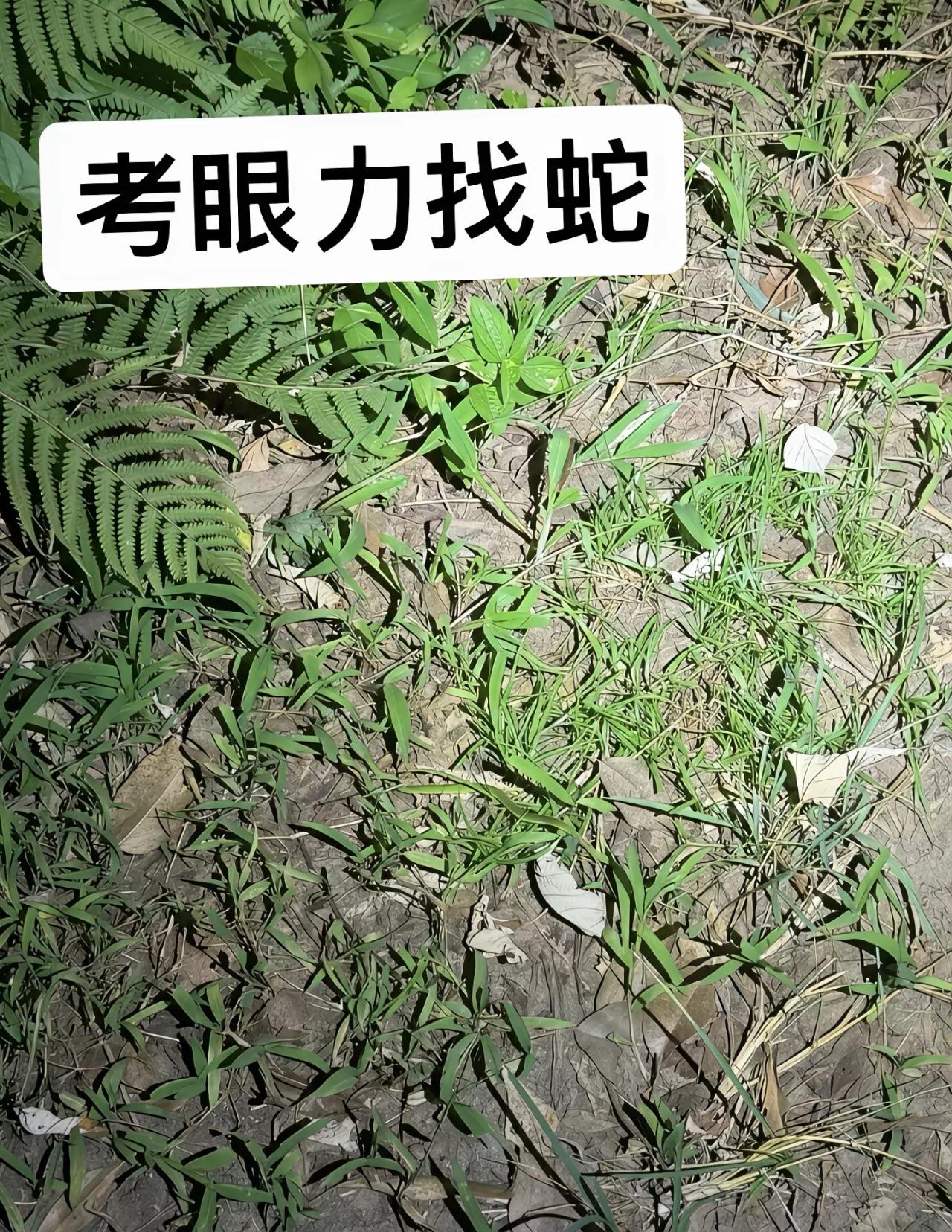 哪里有蛇？是那条竹叶青吗？那是蛇吗？咬人又咬不死