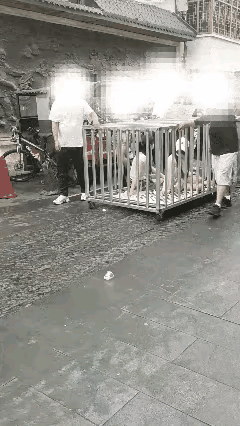 “女子与狗浸猪笼”博流量闹剧落幕，主犯被刑拘，9人全部落网！为了区区流量