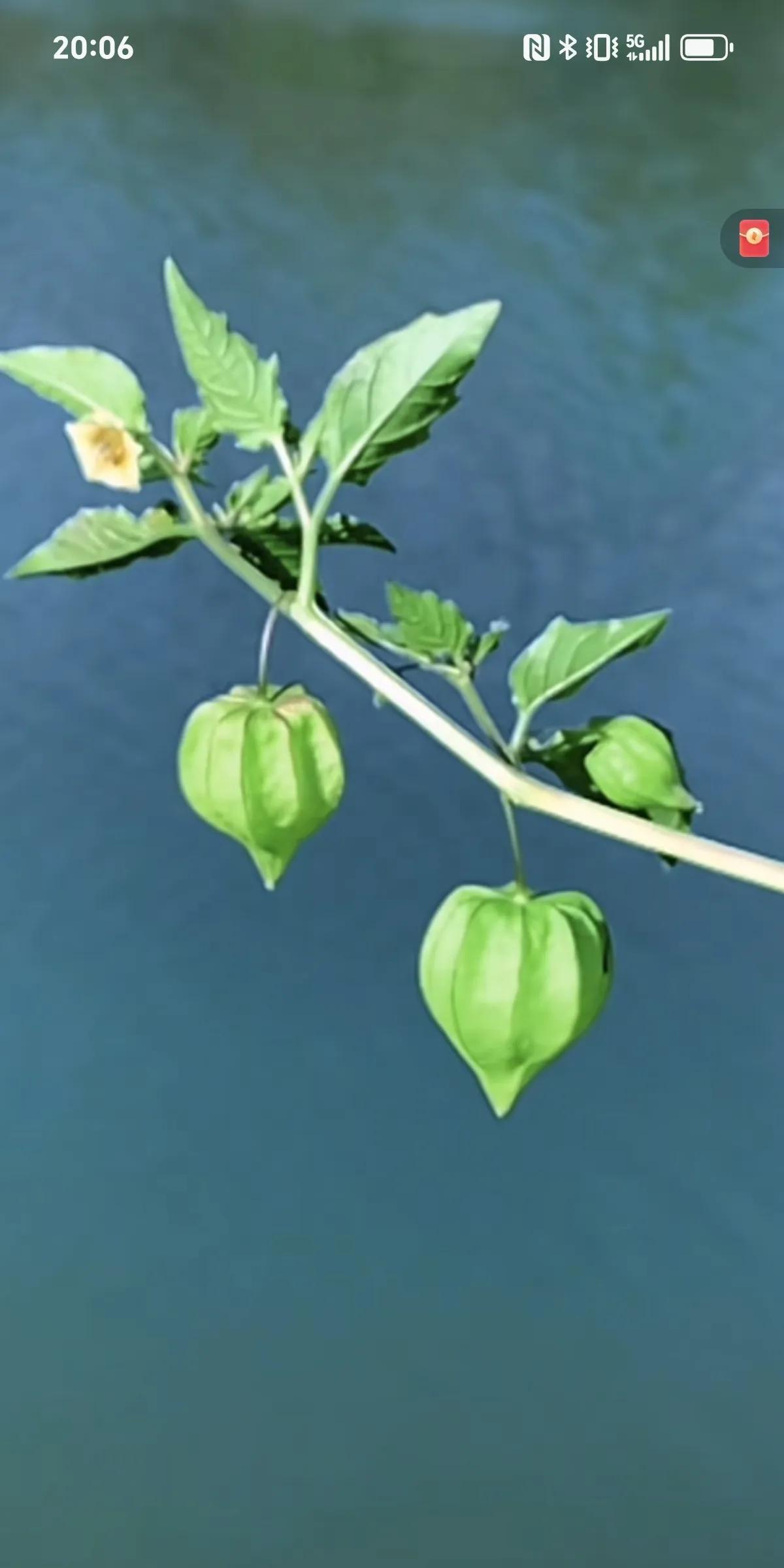 年轻的时候，我闺蜜看上了我哥。倒不是我哥长的帅，她是看上了我们的家庭，因为经常来