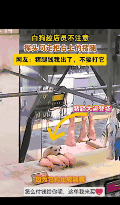 “笑不活了！”陕西汉中，一大白狗趁店员不备偷偷叼起猪腿拔腿就跑，店员发现后一路狂