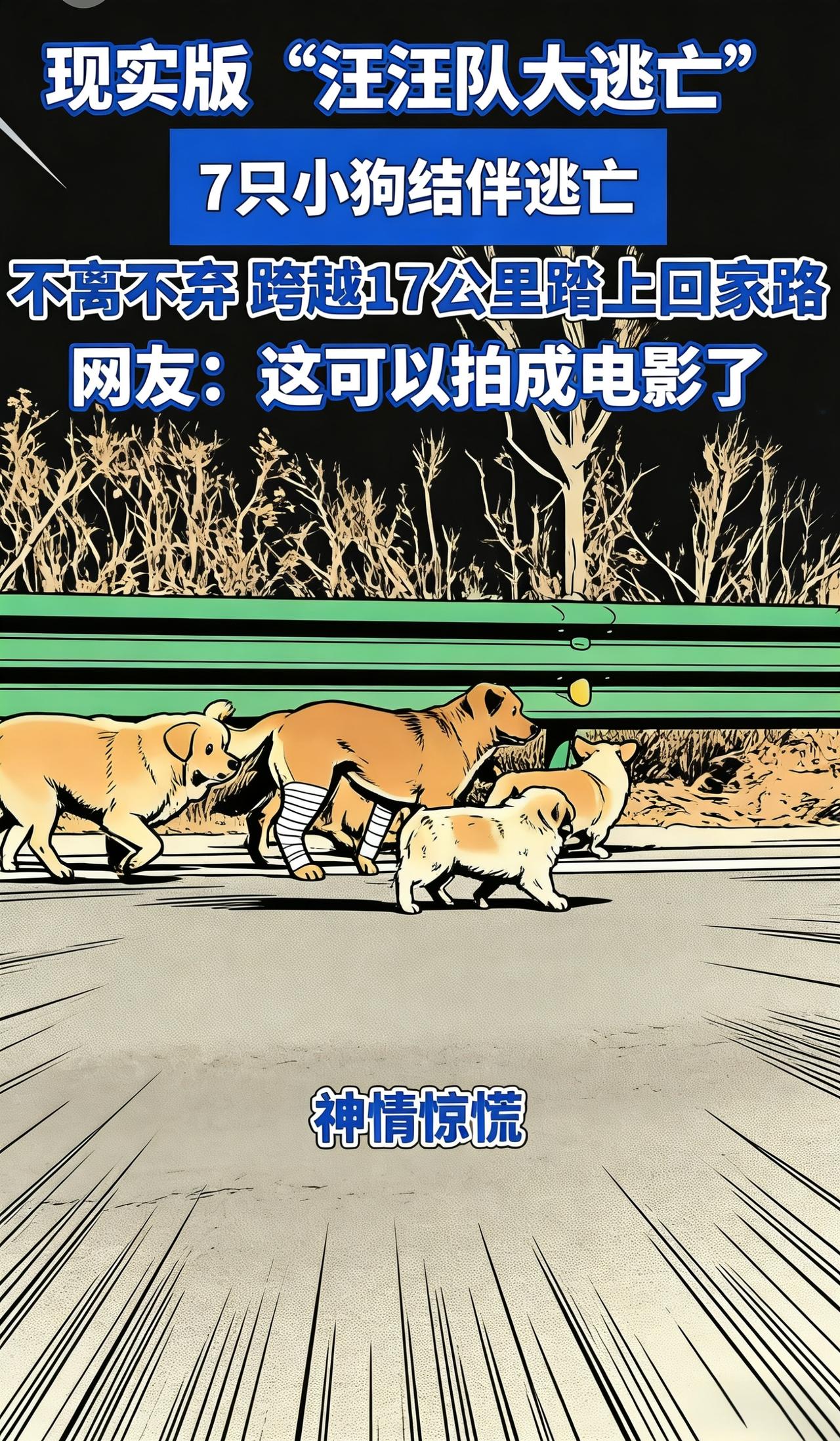 七只狗挣破铁笼，17公里生死逃亡：原来“回家”是它们共同的信仰！3月18日，