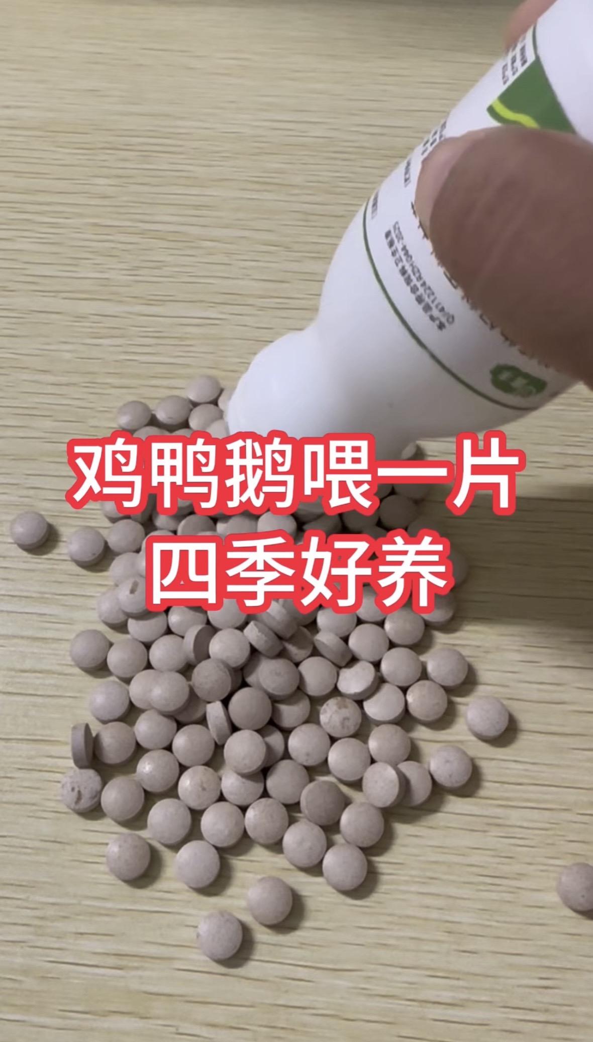 鸡鸭鹅养殖养鸡小妙招农村散养土鸡鸡鸭鹅养殖