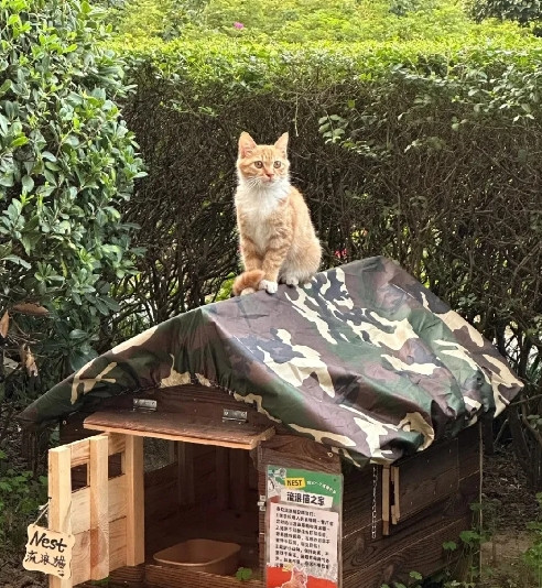泡沫箱被踩烂、实木窝成摆设，所谓