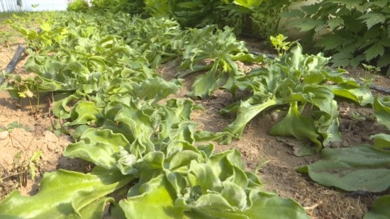 河北崇礼迎来冰草丰收季 特色种植铺就致富路
