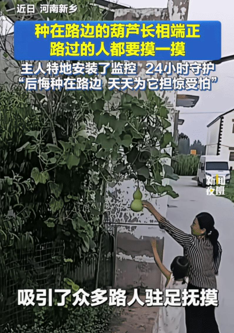 “笑不活了！”河南新乡，男子在路边种的葫芦结果了。没想到，小葫芦因长相端正，路过