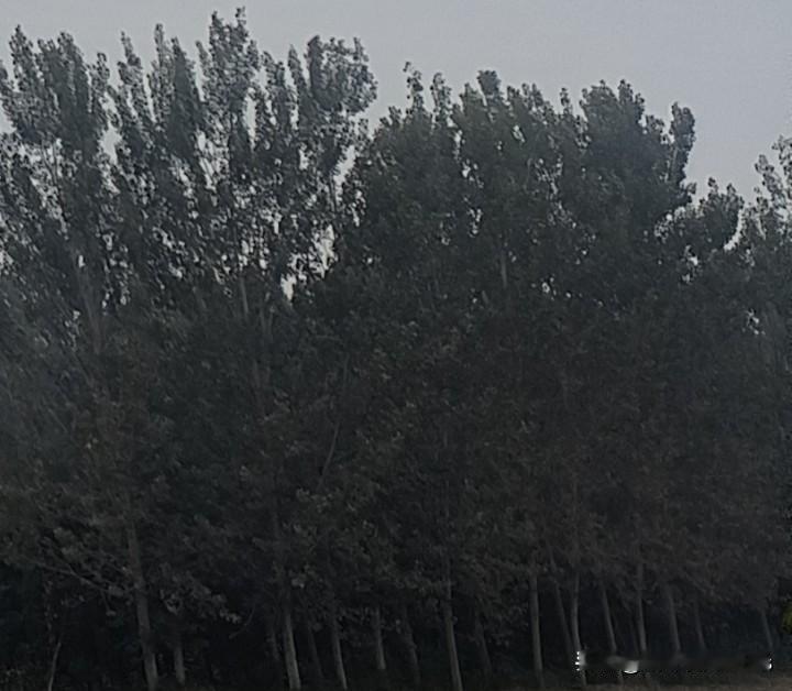 13岁女孩“隐身”奶奶家7天!家人急疯,反侦察能力让人傻眼,背后竟然是一场手机争