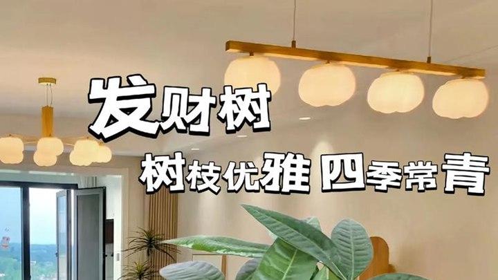 发财树适合啥样的土壤? 怎么搭配土壤, 能让它茁壮成长? 这里有答案!