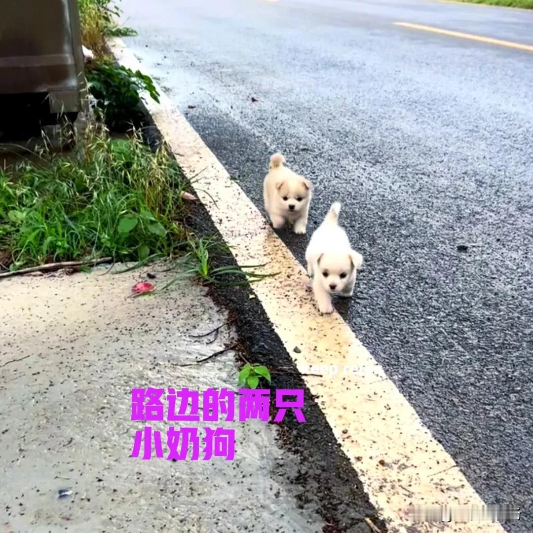 今天早上去赶集，在路边看到两只脏兮兮的小狗。两只小狗不停地在路边跑来跑去，看起来