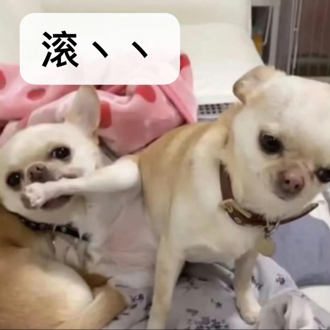 你们要的吉娃娃表情包