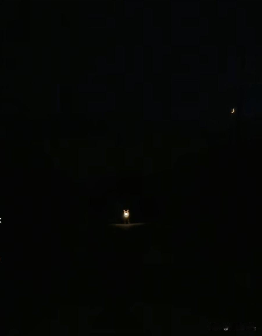主人上夜班，凌晨一点多钟才下班，回家要经过一段漆黑的路。它知道主人会害怕，便叼着