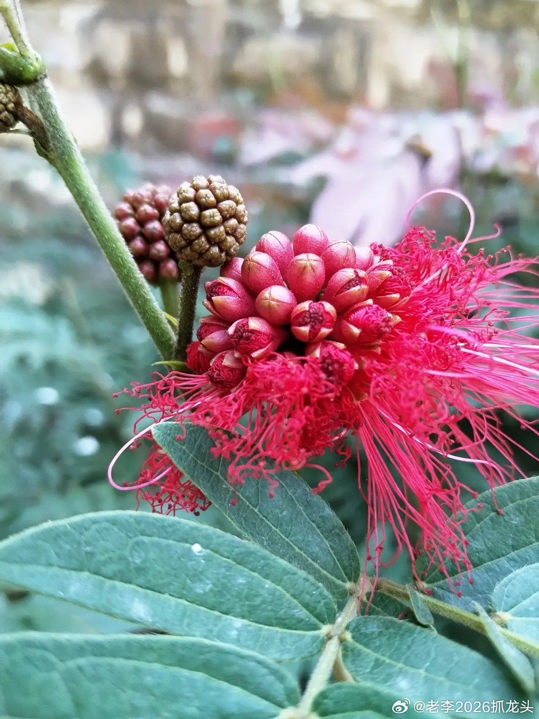 A股变压器龙头与燃气机龙头有：一、A股变压器龙头综合/特高压龙头（三强）-特变