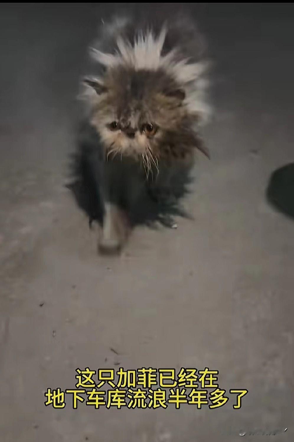 地下车库那阴暗的角落里，藏着一只已流浪了半年的加菲猫。它本该被精心呵护的品种猫，