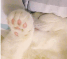 被招财猫看到的你，请不要无视要暴富​​​