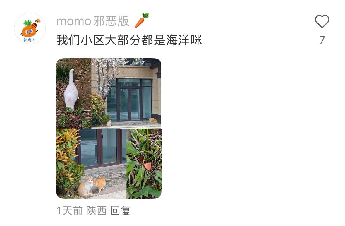 猫咪也分森林猫和海洋猫