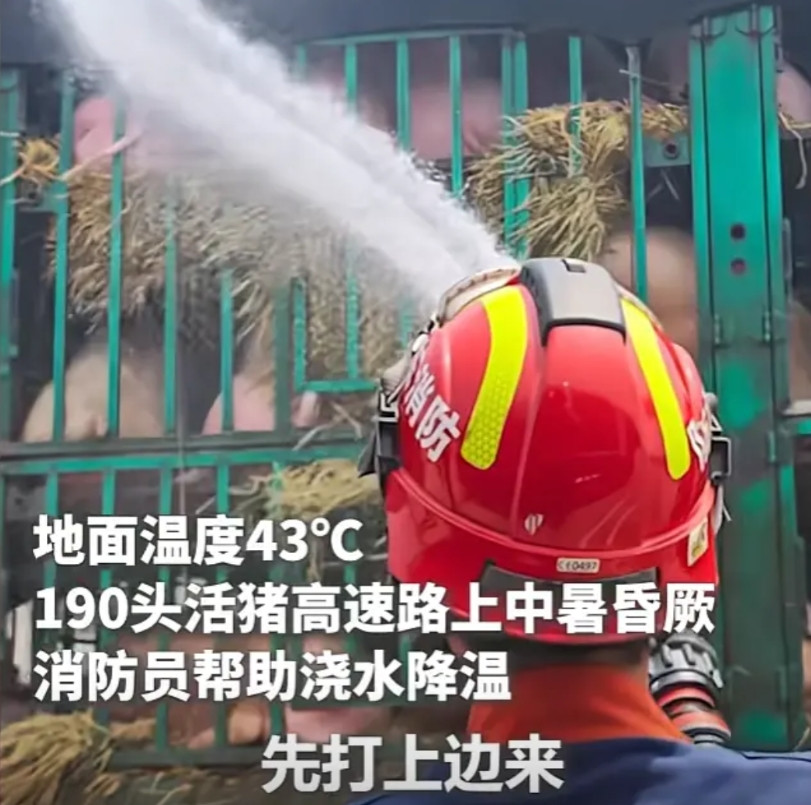 近日，一货车司机拉了一车190头猪在高速行驶，谁料到途中高温导致车内的大多数猪中