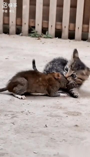 我眼都直了。说真的，那小玩意儿还没我巴掌大，奶都未必断干净，就敢冲上去干一只跟