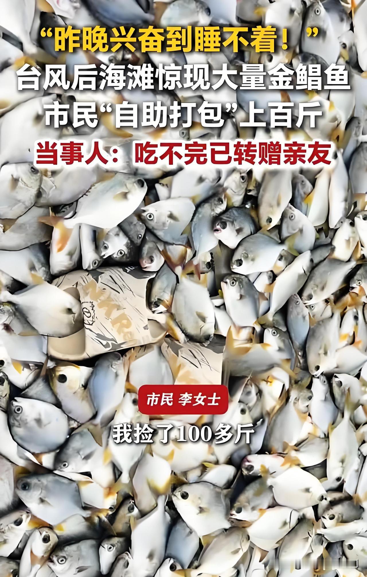 7月26日台风“红霞”登陆广东惠州后，双月湾附近海滩出现大量被风浪卷上岸的金鲳鱼