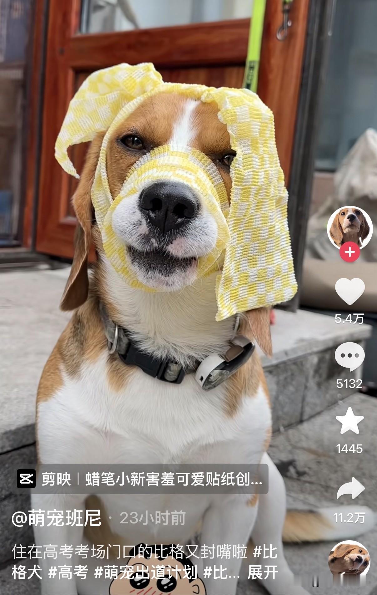 狗狗怎么也想不到，投胎在考场外的代价会是那么大！高考期间，辽宁全城开启静音模式，