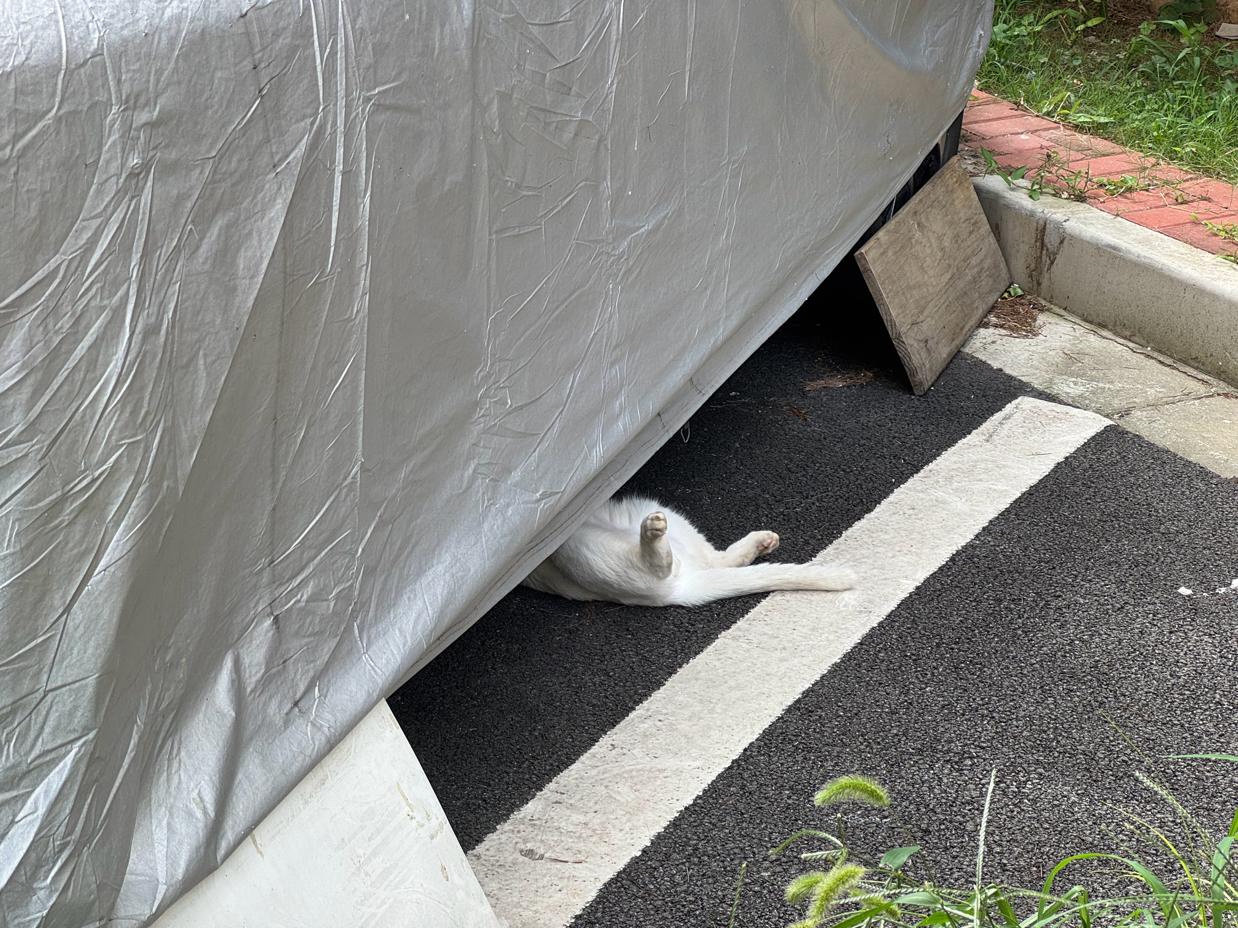 修車咪師傅誰說小貓咪不用上班的