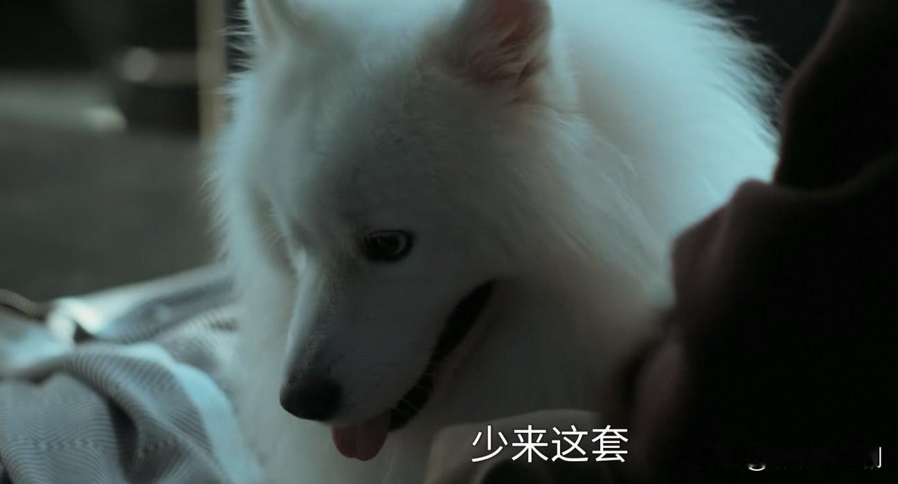 《早春晴朗》栾念这是爱屋及乌啊，哪怕卢克把他的家弄得乱七八糟，他也舍不得吼一下卢克，打狗屁股也是轻轻