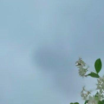 0000络石藤（万字茉莉）1.栽培方式：园土+腐叶土+粗沙，普通疏松土即可；木