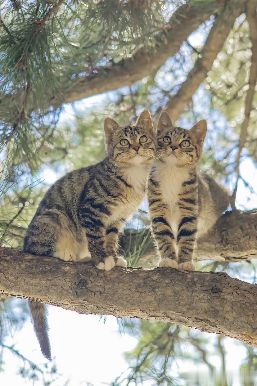 一树狸花压海棠[doge][doge][doge]你爱了吗