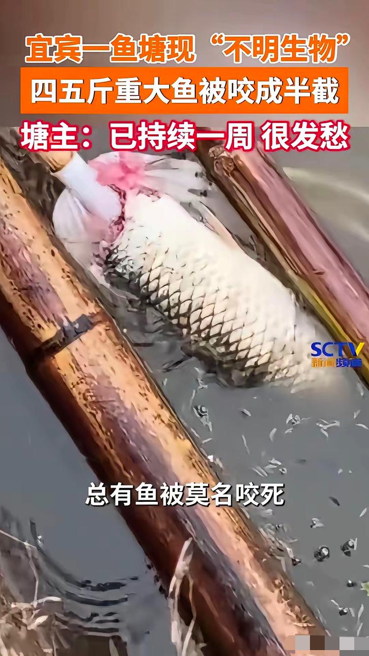 宜宾鱼塘惊现“水底刺客”，四五斤草鱼被拦腰截断，塘主守了七天连根毛都没抓着四