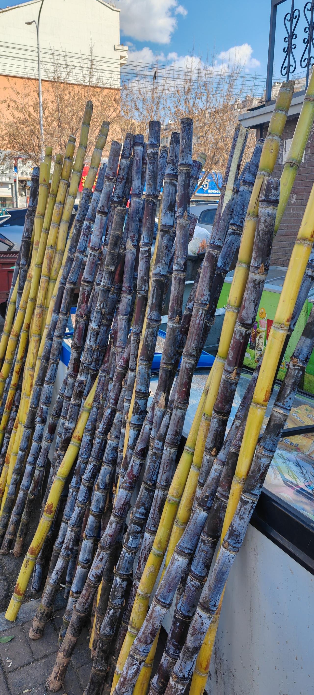 大街上有摆摊卖甘蔗的，颜色不一样，老板说那是品种的事儿，都一样甜…第一次买，