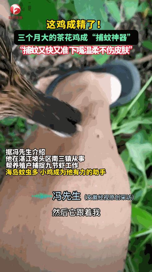 “真成精了！”广东湛江，一男子孵出朋友送的茶花鸡，十多天后，小鸡竟寸步不离的跟着