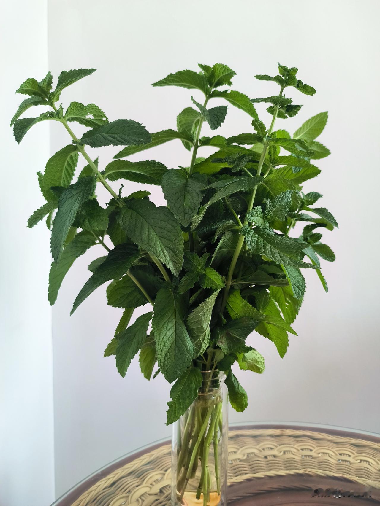 我的办公室在四楼，窗户有纱窗，但是狡猾的花蚊子还是钻了进来，潜伏着，趁我不小心叮
