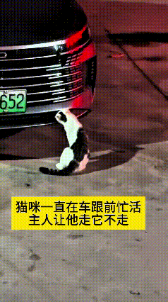 哎呀妈呀老铁！可太有意思了！车主瞅见小猫蹲在车头跟前，一个劲扒来扒去忙活不停，