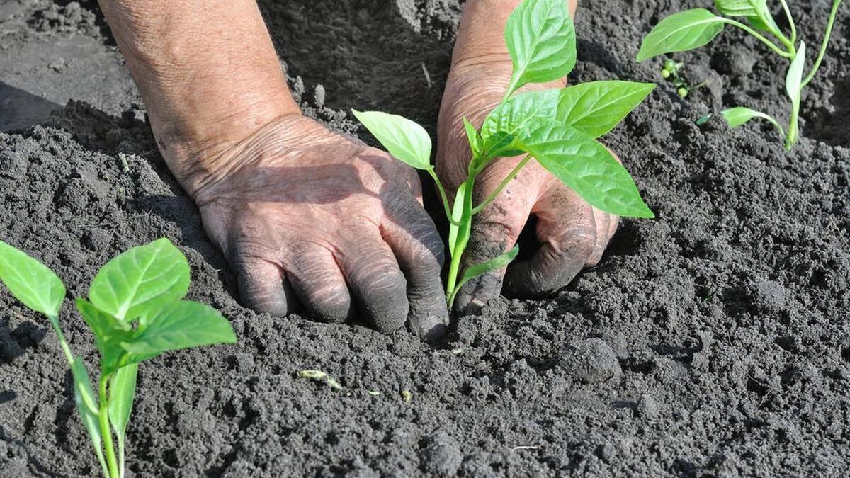 3月下旬种番茄、豆角、黄瓜? 等等, 先看看温度再说!