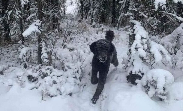 那山那人那狗