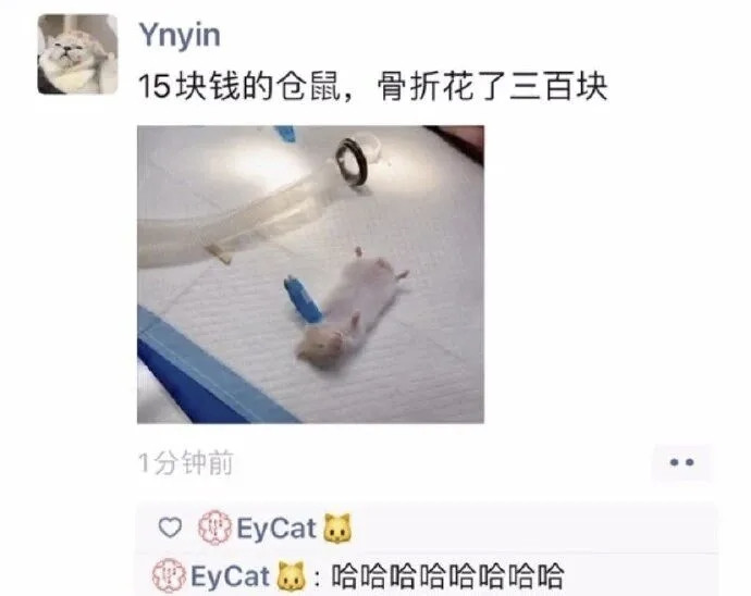 不行了家人们，我快要笑死了，哈哈