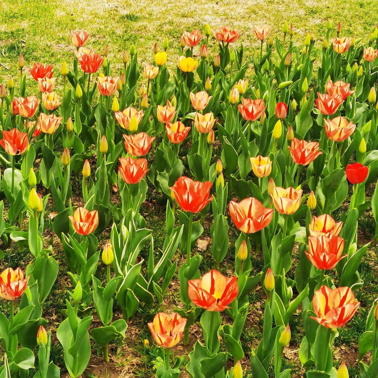 清明节快到，我给弟弟打电话，商量哪天去给父母扫墓.其实我身子骨还算硬朗，也