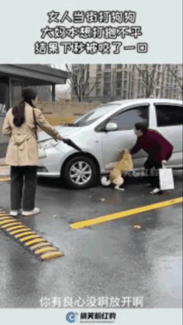 大街上遛狗遇上个“热心”大妈，结果直接闹到要赔狂犬疫苗钱，这事儿真够让人唏嘘的！