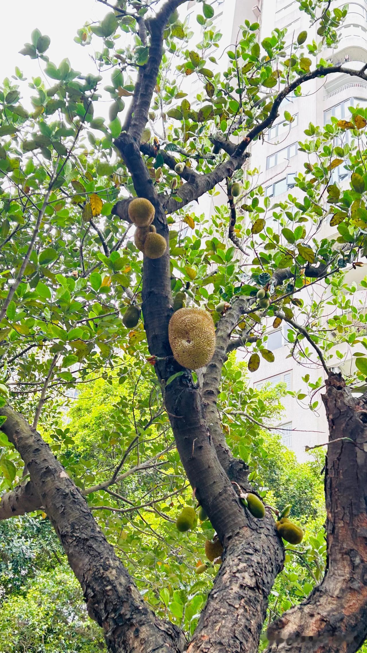 这是什么水果？深圳南山区拍的，认识的朋友告知一下。随手拍的果树