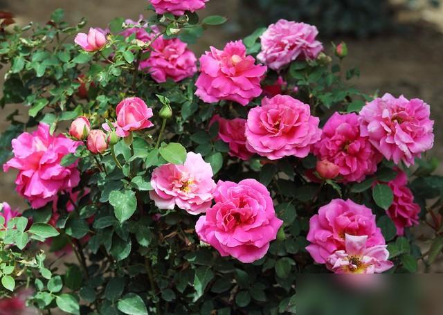 谁懂啊！阳台党终于找到不用天天伺候的养花救星了！最近好多懒人园艺师都在推阳台月季