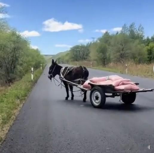 内蒙古国道无人毛驴车，车主被找到了，和大家猜的差不多，这个车主……确实是