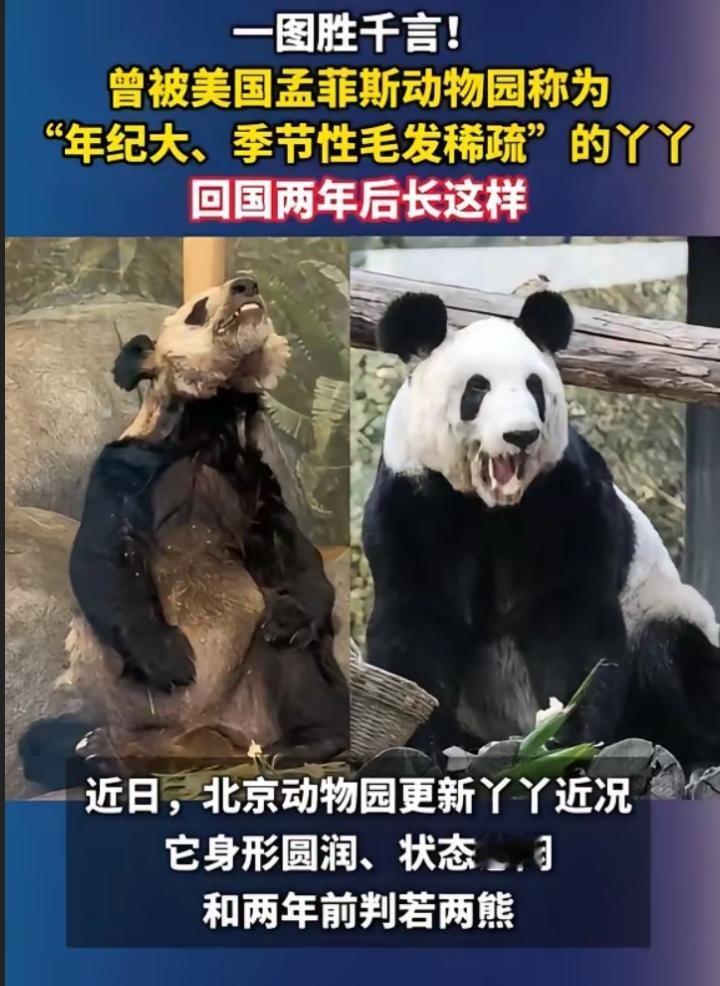 美国孟菲斯动物园说，大熊猫丫丫之所以状态萎靡，是“季节性脱发，加上年纪大”的正常