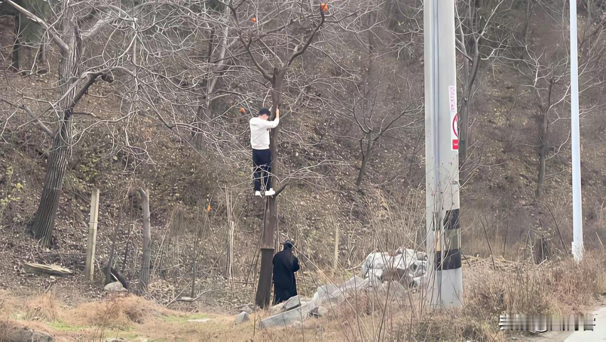 为上树摘几个柿子，要是你会不会去做………万一要是掉下来，可不是几个柿子钱解决的问