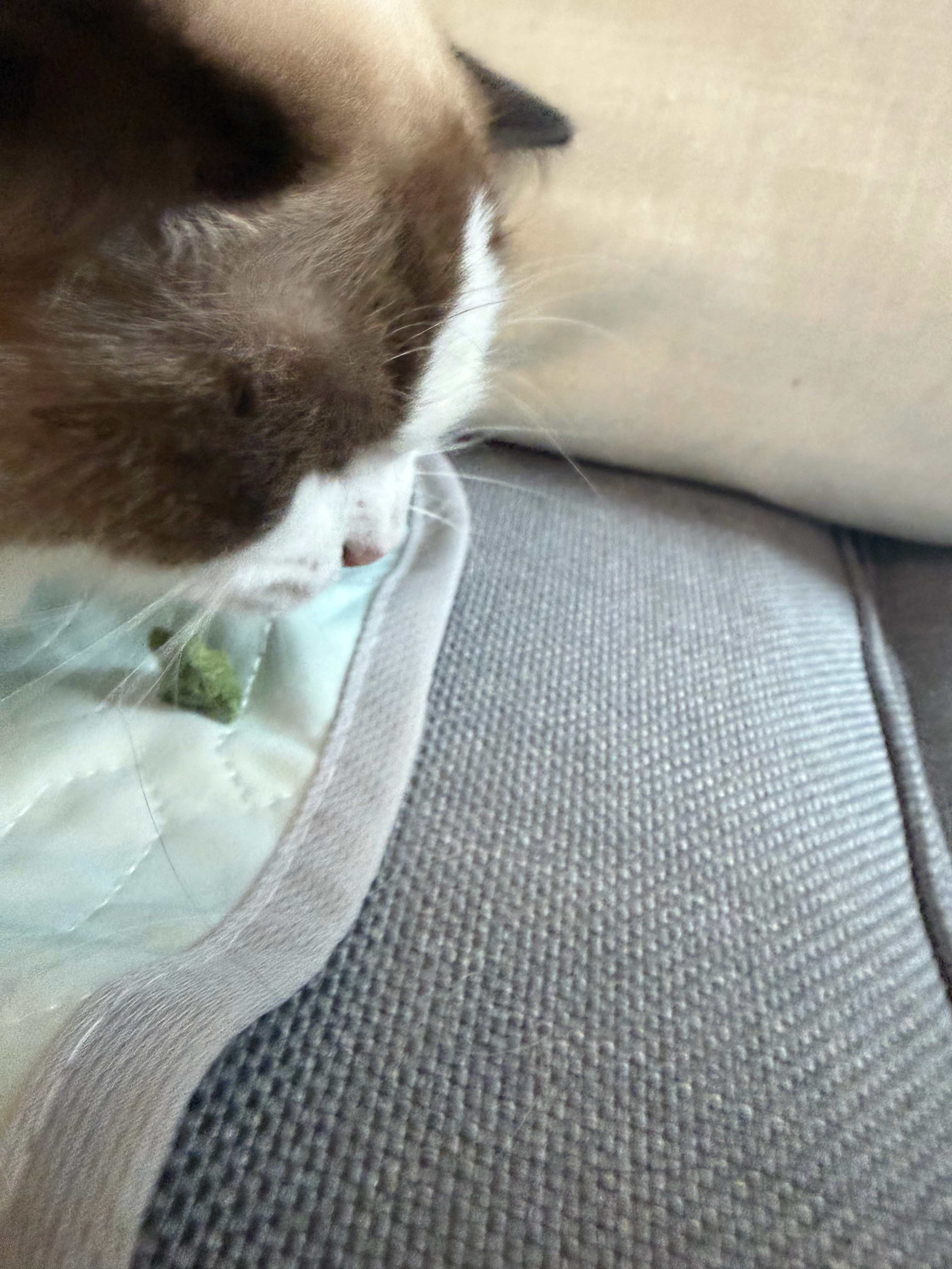 哈尼这只笨宝宝吃个零食也被囧囧夺食委屈死了这么大个儿吃东西这么慢