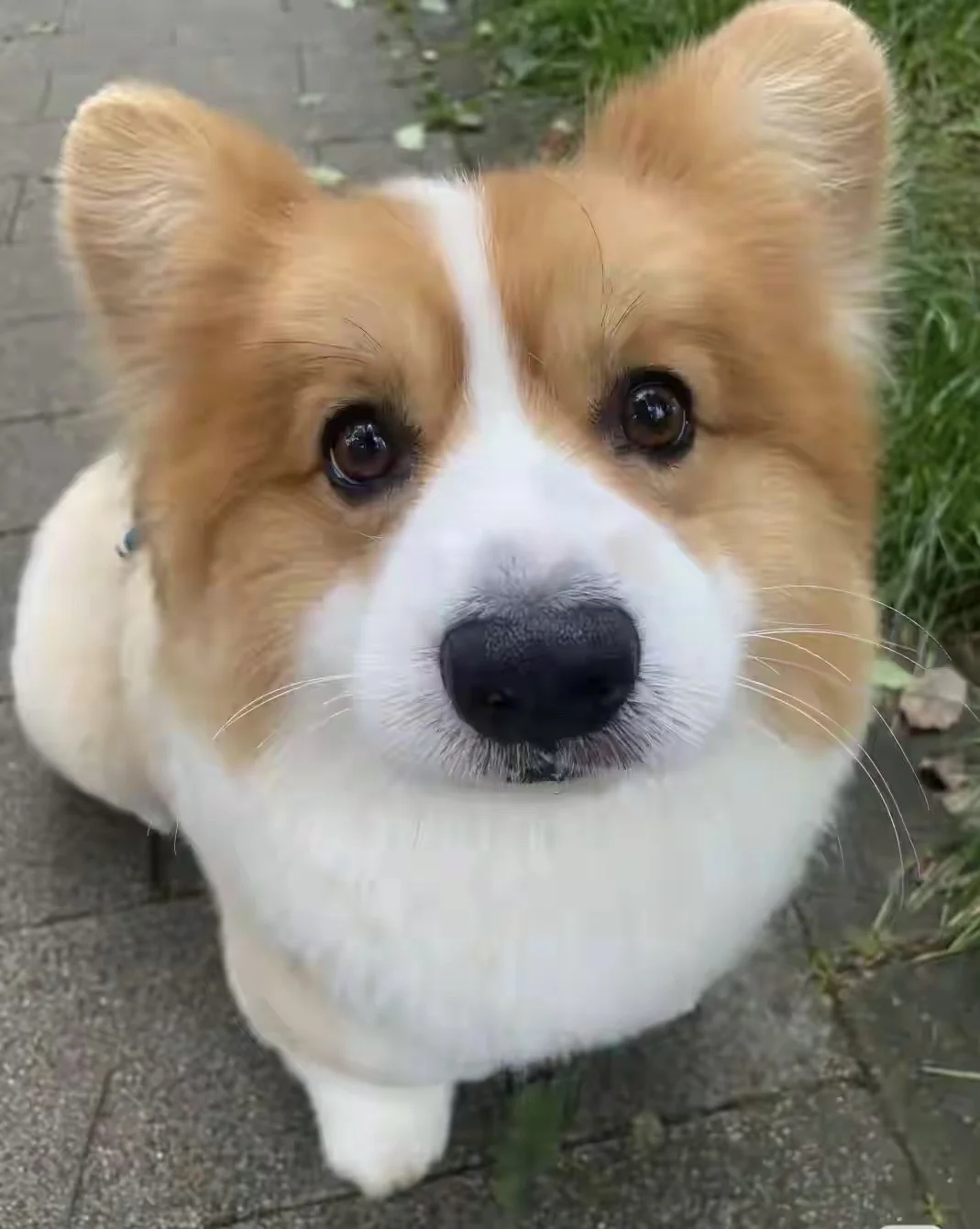 社会化一定要在家里完成，并且在幼年时期就尽快的给他完成，不然孩子一辈子...