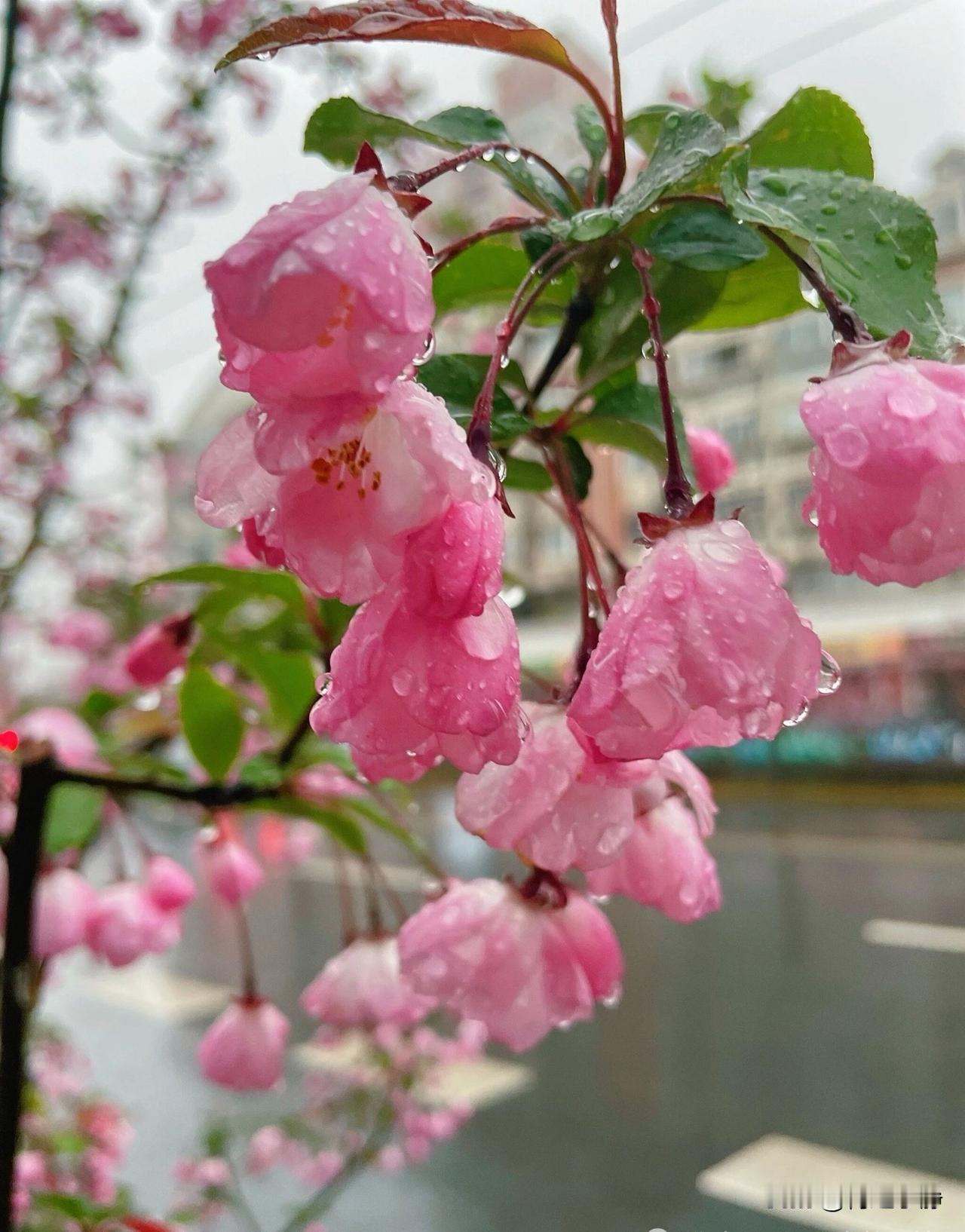 🍎2026/04/22🍃🍃☕️🌍世界地球日的清晨，格外晴朗，微风温润