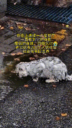 看完这个视频心里头怪难受的，这只小猫在外边流浪好长时间了。天天吃不饱穿不暖，浑身