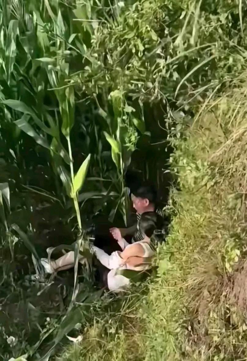 现在的玉米都越长的好高，记得我们小时候去外婆家农村玩，地里的玉米没那么高。这究竟