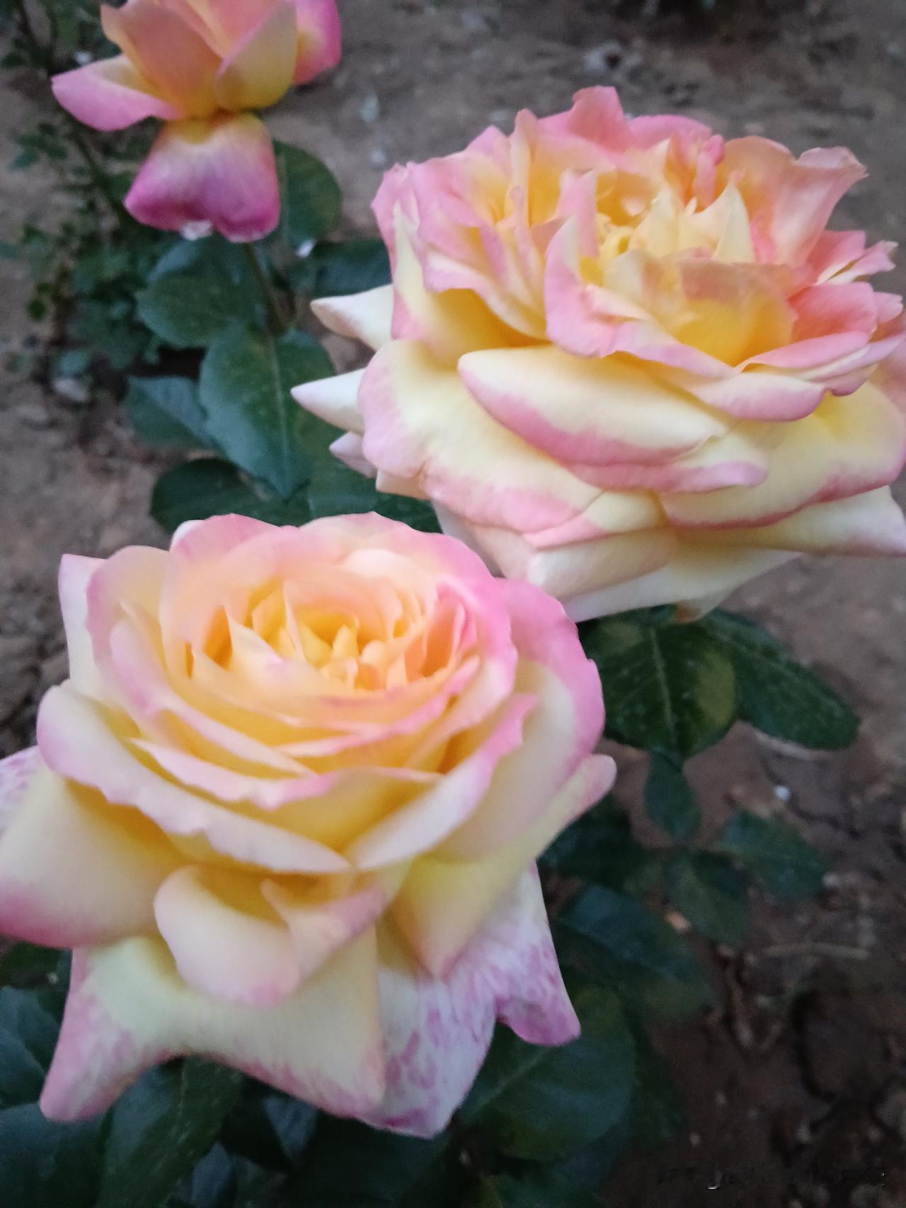 1、第一个，孙子，不会来。2、第二个，孙女，也不会来。孙辈大多年纪小，有自己的