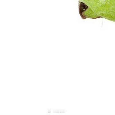 种植种植文案0000芭乐（番石榴）种植方法芭乐耐热、好养活，怕冷，气温低于0℃