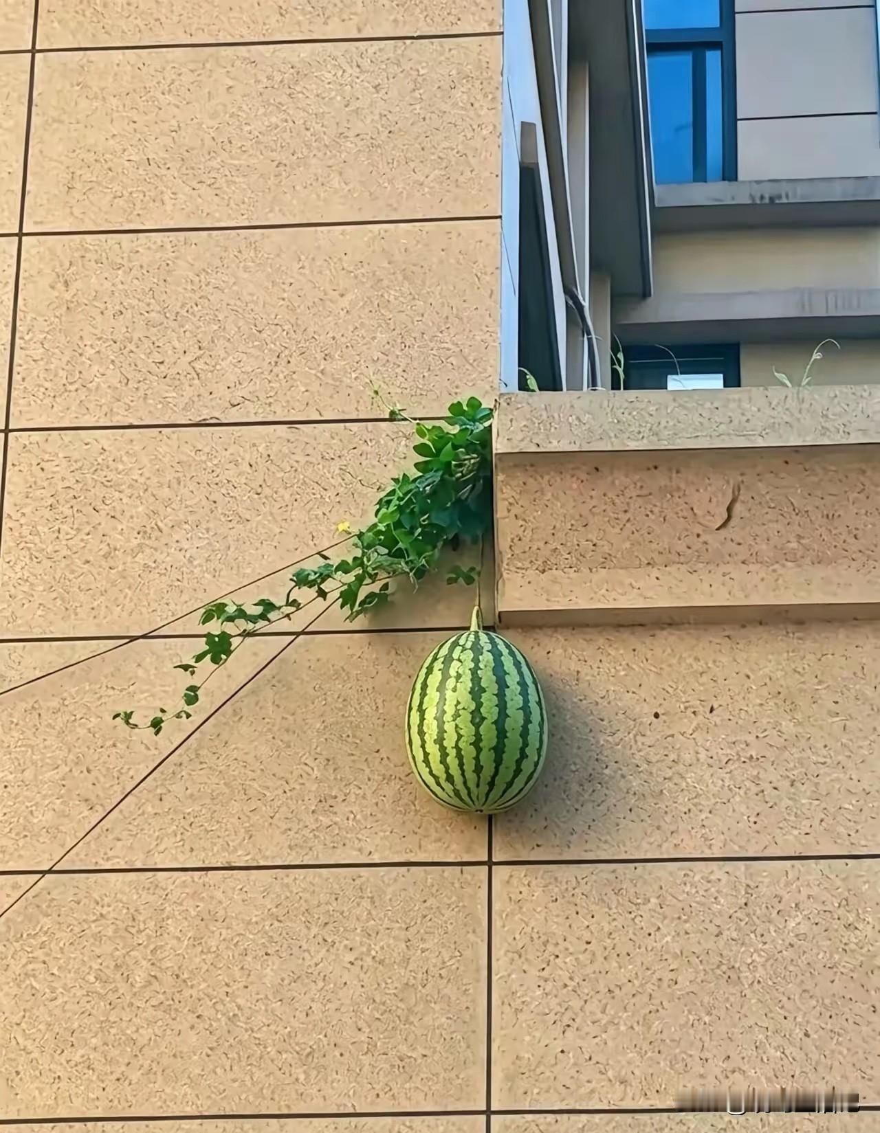 可能房主还不知道，墙外结这么大一个西瓜